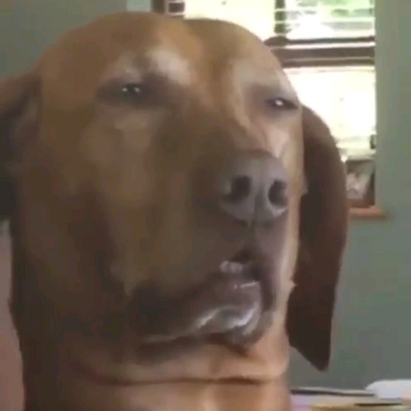 Meet your Posher, Tj - Picture 1 of 1